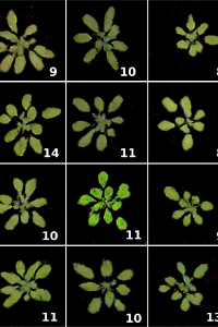 ARIGAN: Synthetic Arabidopsis Plants using Generative Adversarial Network