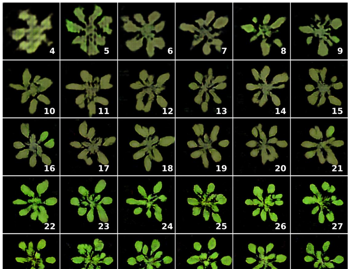 ARIGAN: Synthetic Arabidopsis Plants using Generative Adversarial Network